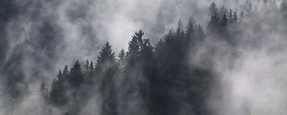 نهالهای بادام چگونه بین نهالها تفاوت قائل شویم