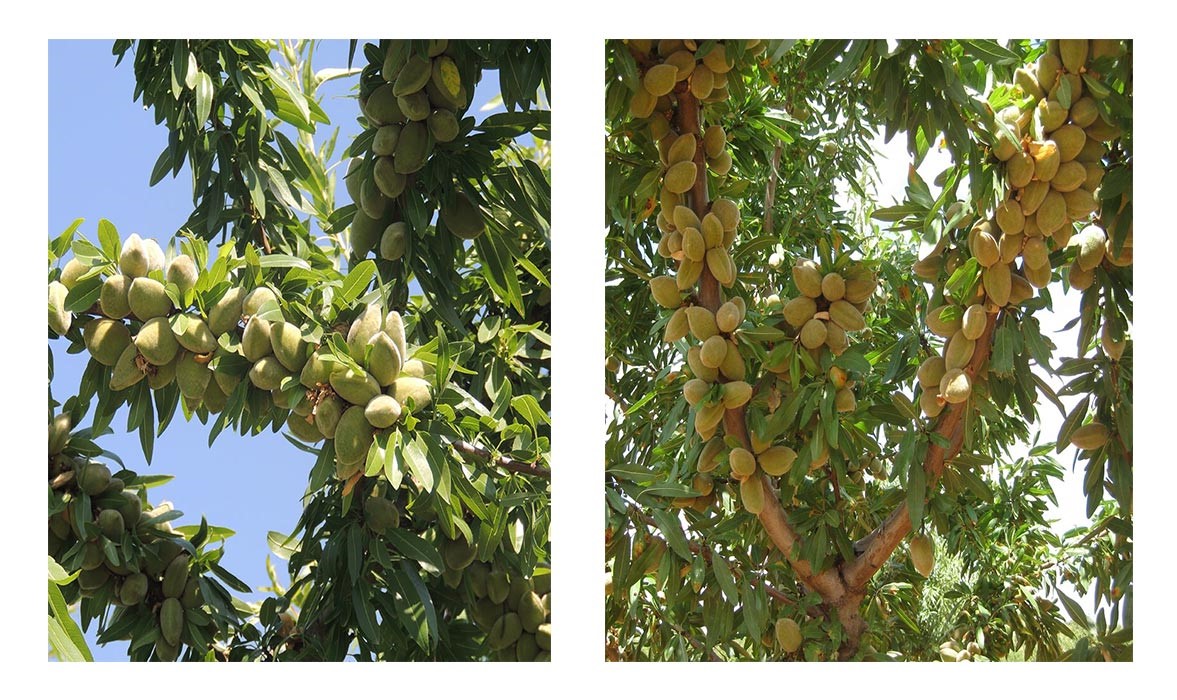 انواع نهالهای بادام پالیز نهال