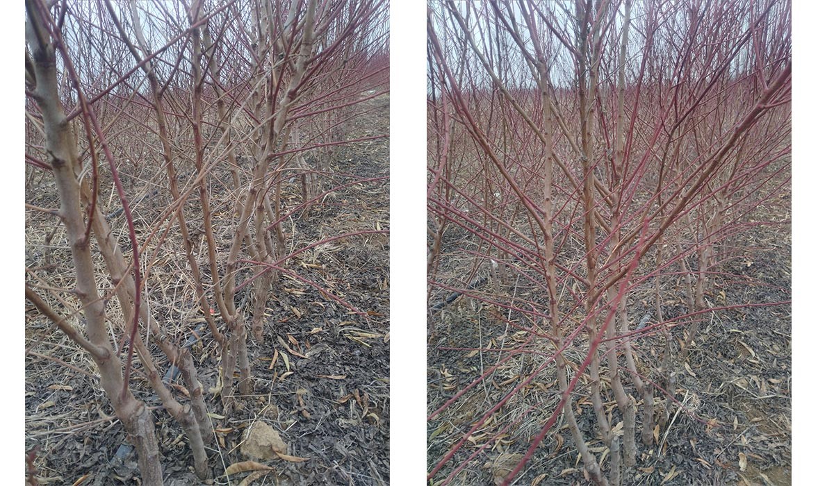 انواع نهالهای بادام