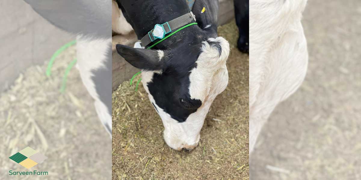 سیستم هوشمند دامداری چه مزیت‌هایی دارد؟